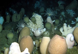 Glass Spnges on the Antarctic sea-bottom Photo: Fillinger et al., Current Biology (2013)